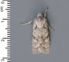 Attēlu rezultāti vaicājumam “Mythimna flammea”