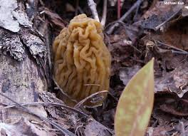 Attēlu rezultāti vaicājumam “Verpa bohemica”