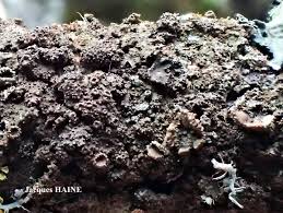 Attēlu rezultāti vaicājumam “Melanohalea exasperata”