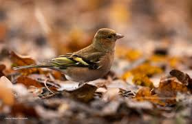 Attēlu rezultāti vaicājumam “Fringilla coelebs female”