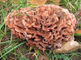 Image result for Podoscypha multizonata