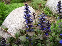 Attēlu rezultāti vaicājumam “Ajuga genevensis flower”