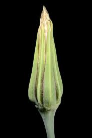 Attēlu rezultāti vaicājumam “Tragopogon heterospermus bud”