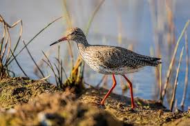 Image result for Tringa brevipes