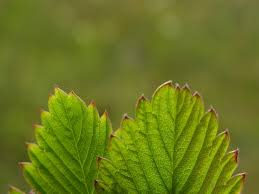 Attēlu rezultāti vaicājumam “Fragaria viridis leaf”