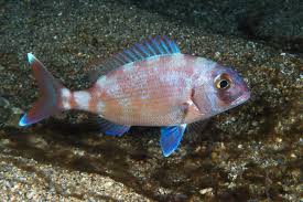 Image result for Pagrus pagrus