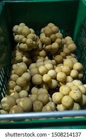 Image result for Lansongammon