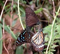 Attēlu rezultāti vaicājumam “Dianemataceae”