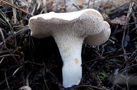 Attēlu rezultāti vaicājumam “Hydnum repandum”