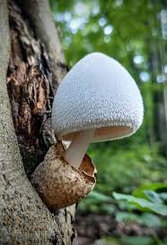 Attēlu rezultāti vaicājumam “Volvariella bombycina”