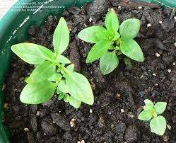 Attēlu rezultāti vaicājumam “Antirrhinum majus leaf”