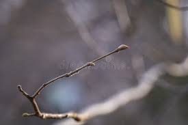 Attēlu rezultāti vaicājumam “Corylus avellana female flower”