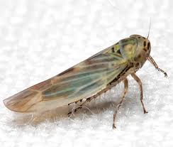 Attēlu rezultāti vaicājumam “Macrosteles sp. imago”