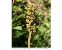 Attēlu rezultāti vaicājumam “Potamogeton praelongus”