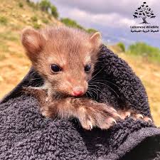 Attēlu rezultāti vaicājumam “Martes foina”
