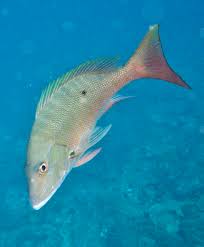 Image result for Lutjanus analis