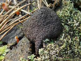 Attēlu rezultāti vaicājumam “Lindbladia tubulina”