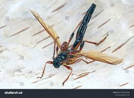 Attēlu rezultāti vaicājumam “Necydalis major”