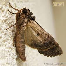 Attēlu rezultāti vaicājumam “Apamea monoglypha”