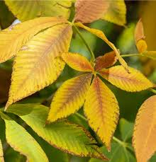 Attēlu rezultāti vaicājumam “Aesculus flava leaf”
