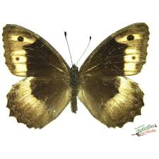 Attēlu rezultāti vaicājumam “Hipparchia alcyone”