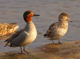 Attēlu rezultāti vaicājumam “Anas crecca”