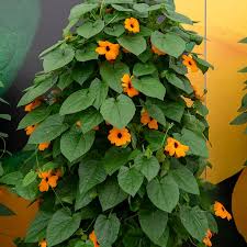 Image result for schwarzäugige Susanne