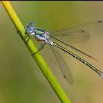 Attēlu rezultāti vaicājumam “Lestes dryas”