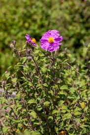 Attēlu rezultāti vaicājumam “Cistaceae”