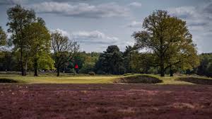 Image result for Walton Heath Golf Club