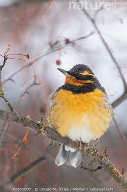 Image result for Ixoreus naevius