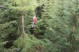 Image result for Go Ape! Whinlatter