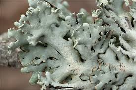 Attēlu rezultāti vaicājumam “Hypogymnia physodes”