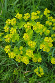 Attēlu rezultāti vaicājumam “Euphorbia virgata flower”