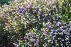 Attēlu rezultāti vaicājumam “Erica x darleyensis flower”