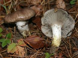 Attēlu rezultāti vaicājumam “Gomphidius glutinosus”