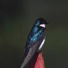 Attēlu rezultāti vaicājumam “Hirundinidae”