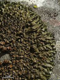 Attēlu rezultāti vaicājumam “Melanohalea olivacea”