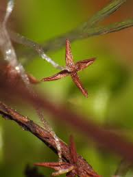 Attēlu rezultāti vaicājumam “Cephalozia connivens”