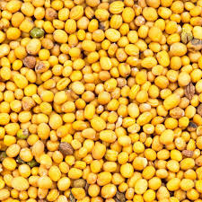 Attēlu rezultāti vaicājumam “Sinapis alba fruit”