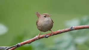 Attēlu rezultāti vaicājumam “Troglodytes troglodytes”