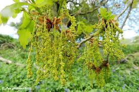 Attēlu rezultāti vaicājumam “Quercus robur female flower”