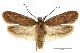 Attēlu rezultāti vaicājumam “Depressaria depressana”