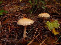 Attēlu rezultāti vaicājumam “Lepiota clypeolaria”