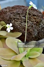 Attēlu rezultāti vaicājumam “Pinguicula vulgaris fruit”