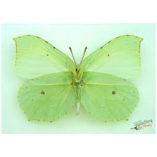 Attēlu rezultāti vaicājumam “Gonepteryx rhamni upperside”