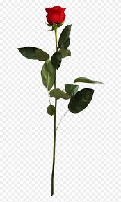 Image result for Red Rose Cc