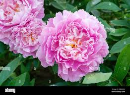 Image result for Pfingstrose