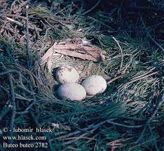 Attēlu rezultāti vaicājumam “Buteo buteo nest”