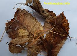 Attēlu rezultāti vaicājumam “Macrotyphula juncea”